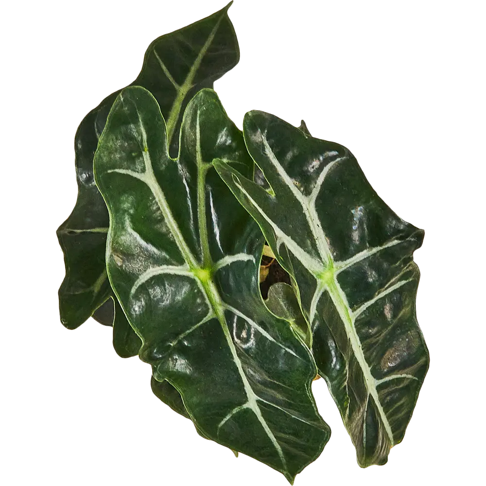 Santreyd Алоказия - экзотическое комнатное растение с декоративными листьями 87819685 STLM-0075885 - Вид №2