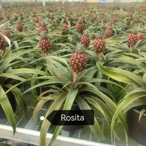 Ананас Розита ø12 h40 см