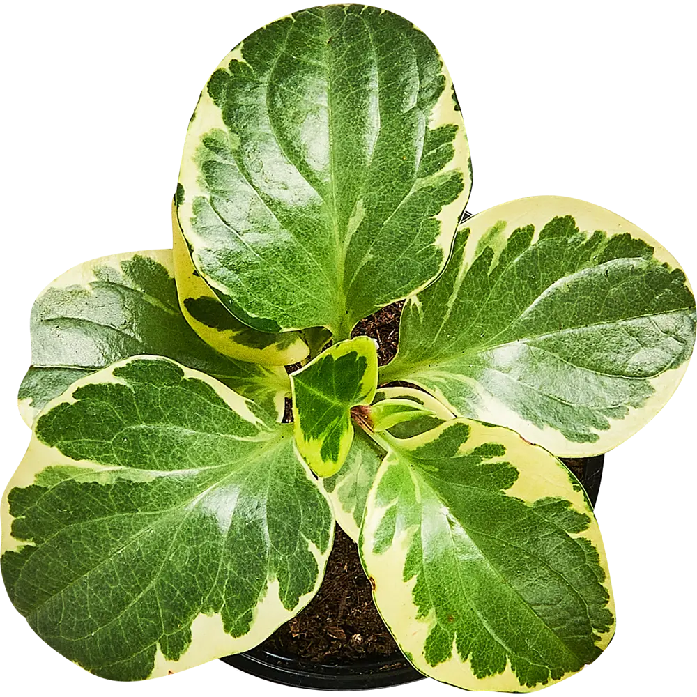 Santreyd Пеперомия Грин Голд с золотистыми листьями 89296601 STLM-0957412 - Вид №2