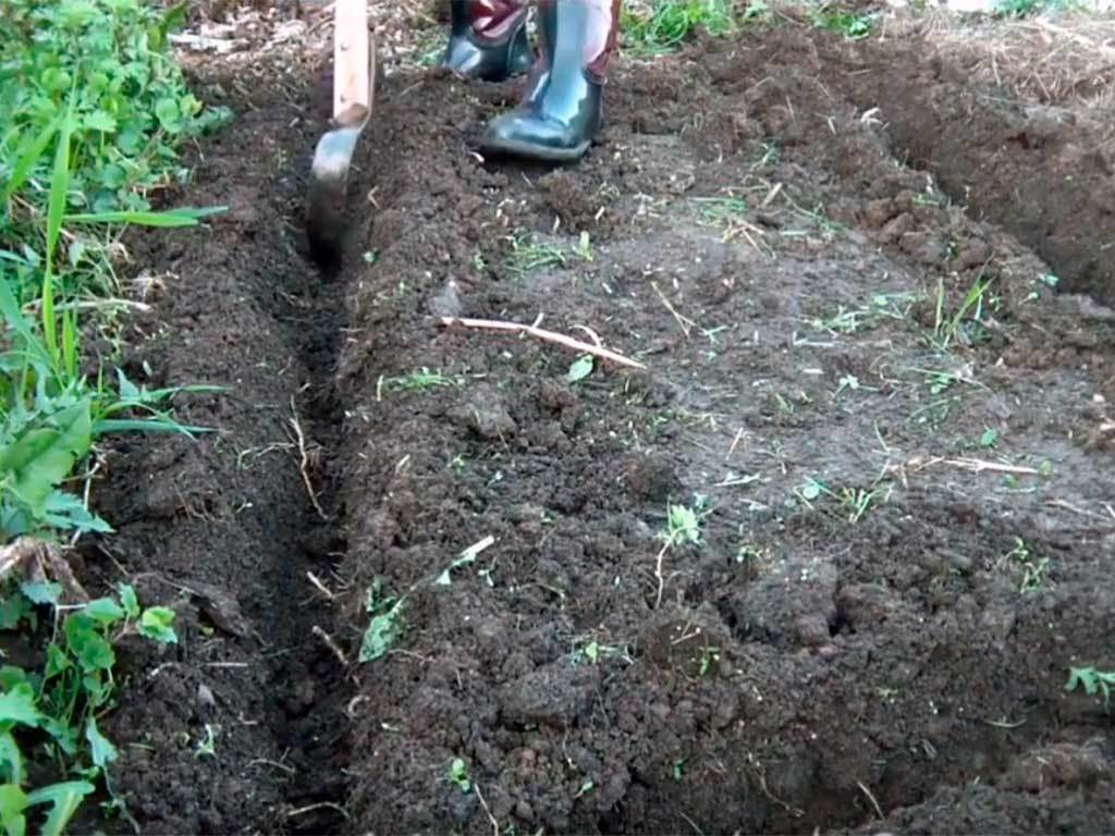 Лента бордюрная 750 мм x 10 м, 2 мм ГеоПластБорд GPBST-55 - Вид №5