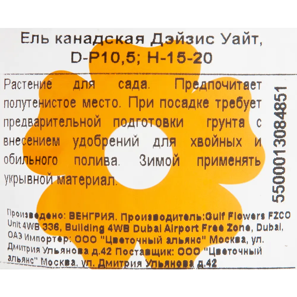 Ель канадская «Дэйзис Уайт» 10x15 см 82601651 STLM-2065253 Santreyd  - Вид №2