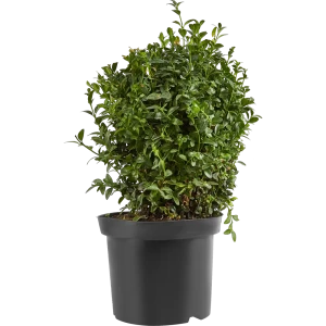 Самшит шар микс ø19 h40 см 87505022 STLM-2206329