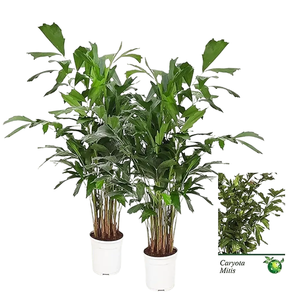 Santreyd Кариота Митис - пальма с асимметричной листвой 87819623 STLM-0951023