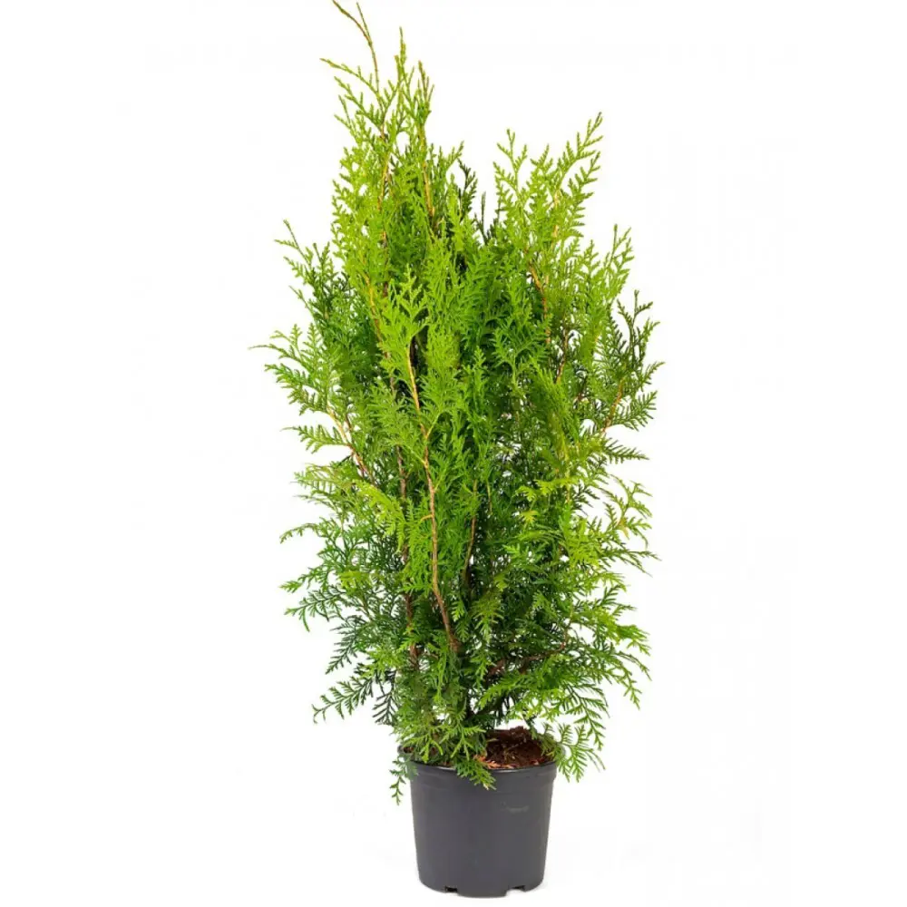 Туя западная Брабант ø35 h160 - 180 см 89283594 STLM-2129576 PLANTMARKET 