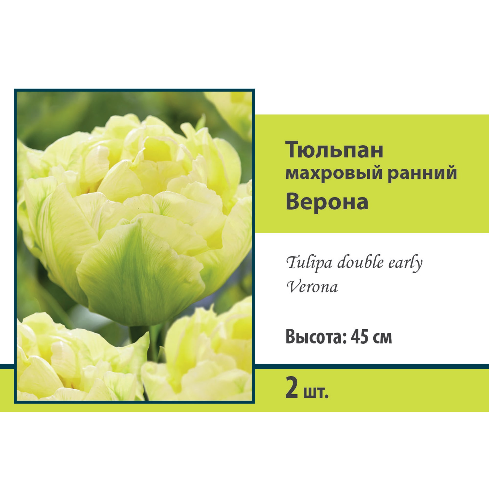 88294864 Тюльпан махровый ранний Верона луковица 10/11, 2 шт Santreyd 