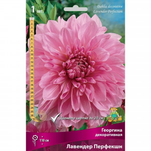 83593793 Георгина декоративная Лавендер Перфекшн луковица I