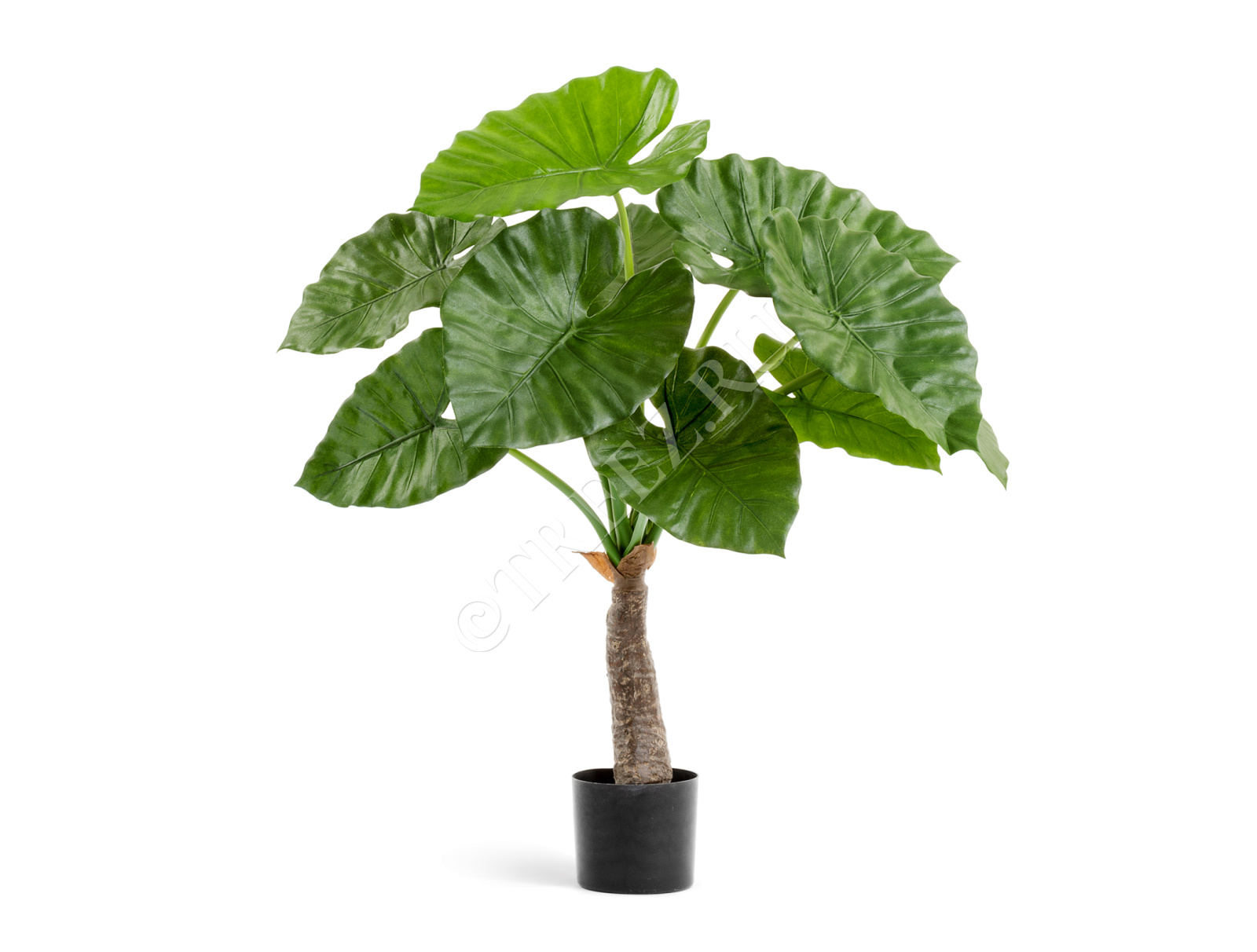 10.55602N Алоказия Калидора Цветочная коллекция  - Вид №3