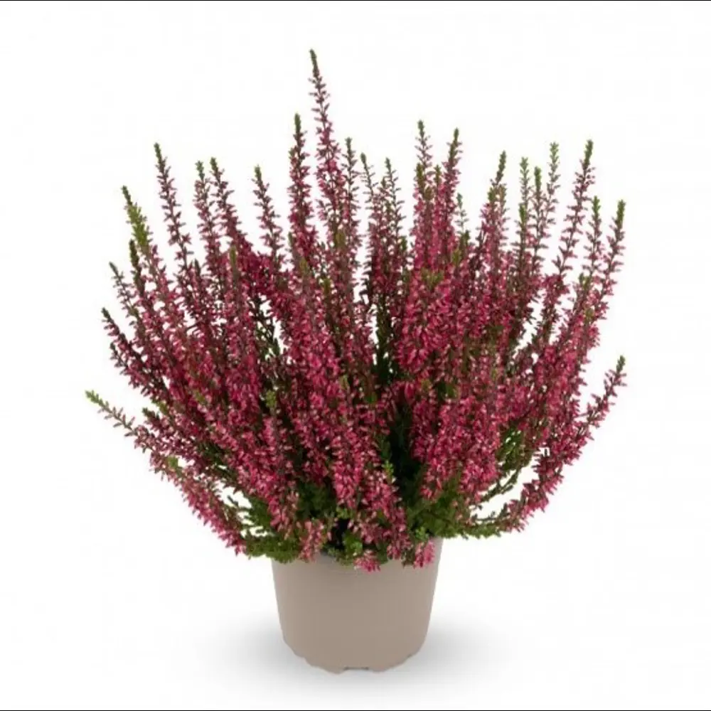 Вереск Зорина Santreyd - вечнозеленый кустарник с темно-красной листвой 89382929 STLM-1375759