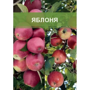 Яблоня двухъярусное дерево 2 сорта ø20 h180 см 85670476 STLM-2205665
