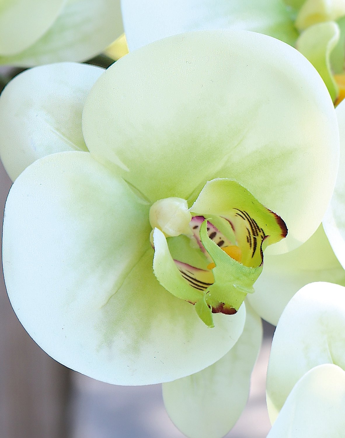 2845 788 a3 Пластиковая орхидея Phalaenopsis, 100 см, real touch soft, бежево-зеленая H-andreas  - Вид №1