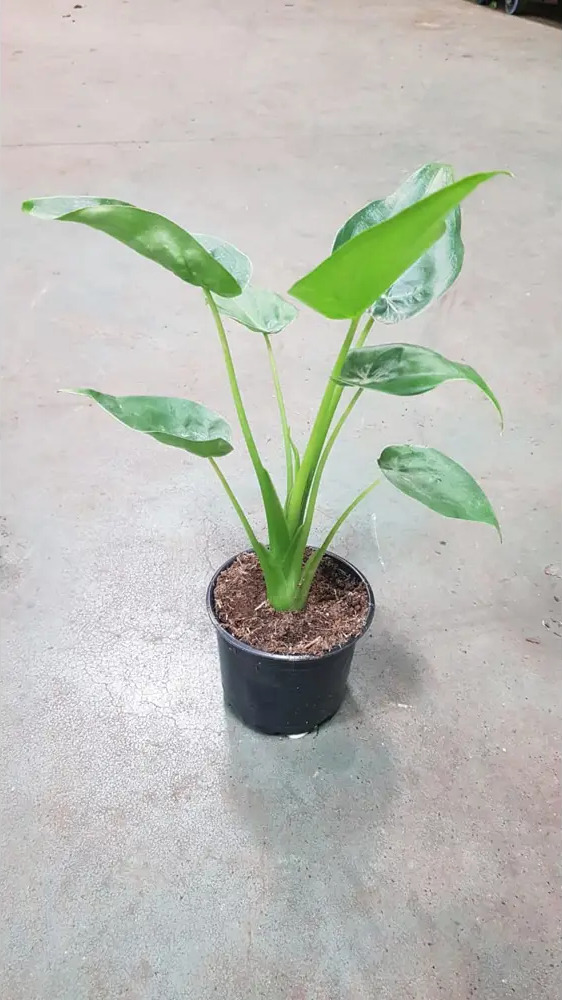 Santreyd Алоказия - экзотическое тропическое растение для интерьера 89351071