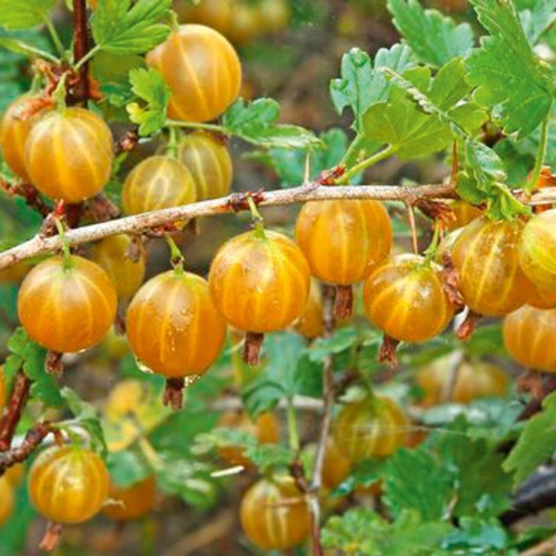 87691164 Крыжовник обыкновенный Русский желтый ø19 h35 см STLM-0075059 PLANTMARKET