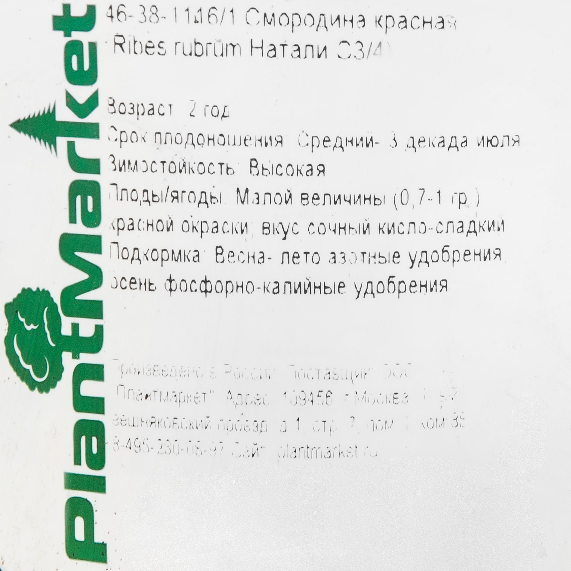 18469843 Смородина красная «Натали», С3-С4 Santreyd  - Вид №1
