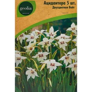 Ацидантера Geolia двухцветная Вайт 5 шт 86408664 STLM-2181949