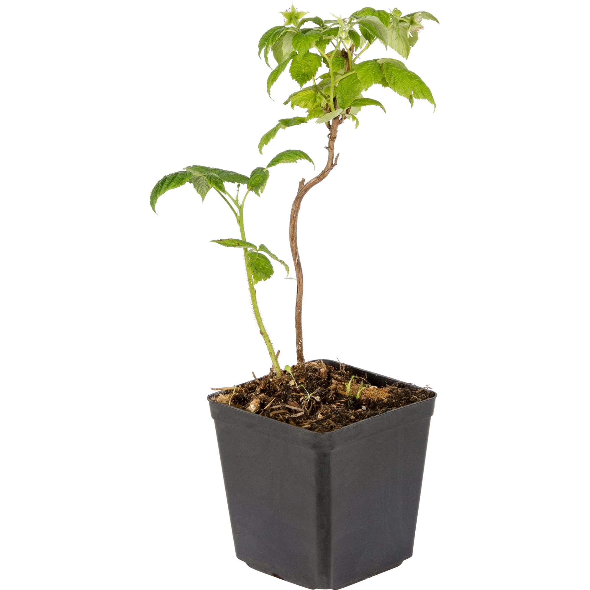 82237803 Малина «Оранжевое чудо» С2 40 см Santreyd  - Вид №1