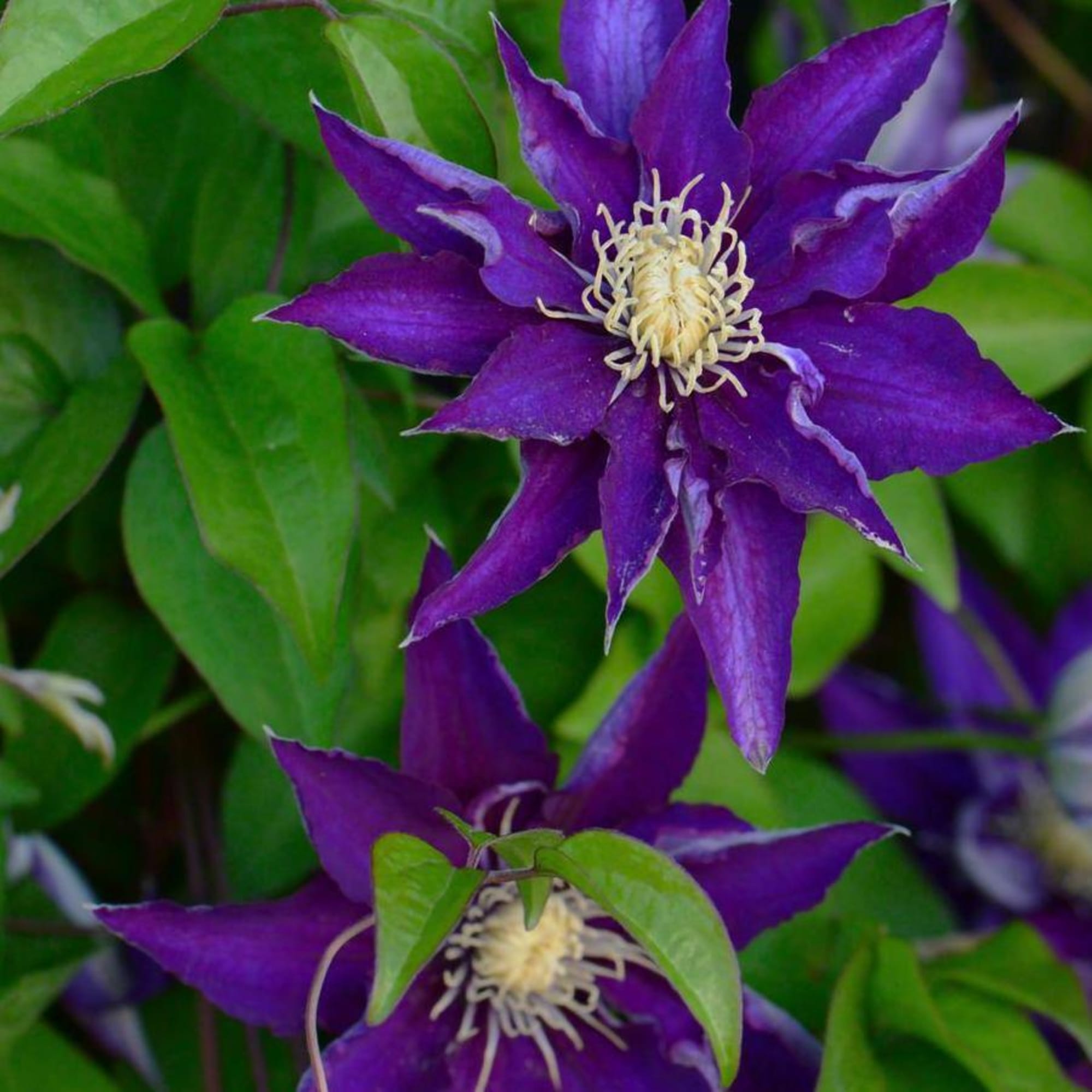 85324330 Клематис крупноцветковый Хакуокан ø17 h50 см Santreyd  - Вид №1