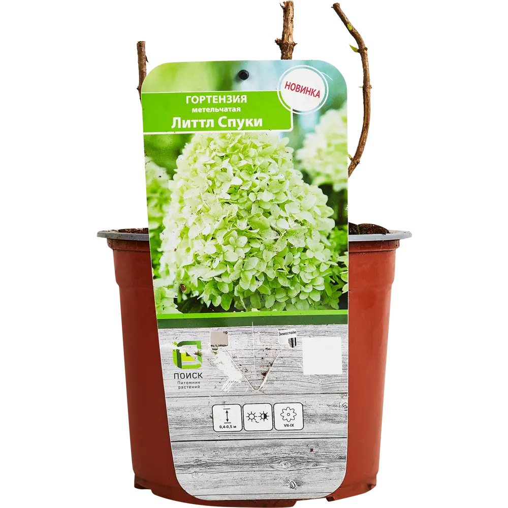Гортензия метельчатая Литтл Спуки от Santreyd - компактный цветущий кустарник 89369801 STLM-0965005