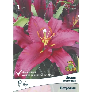 Лилия восточная Петролия 14/16 89381251 STLM-2196335