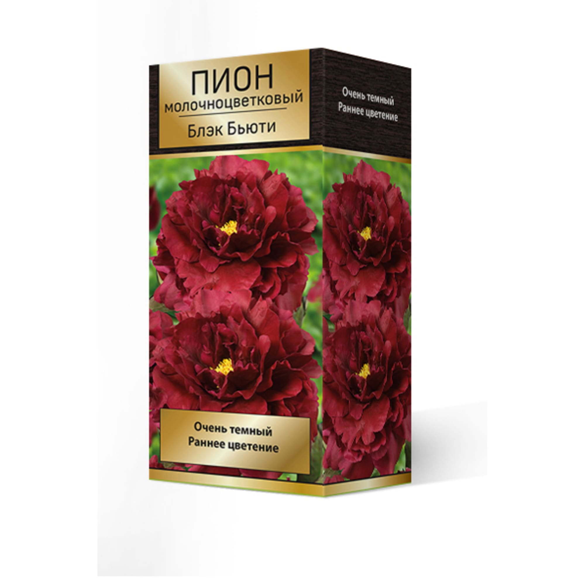 82661852 Пион молочноцветковый травянистый «Блэк Бьюти» разбор 2-3 Santreyd 