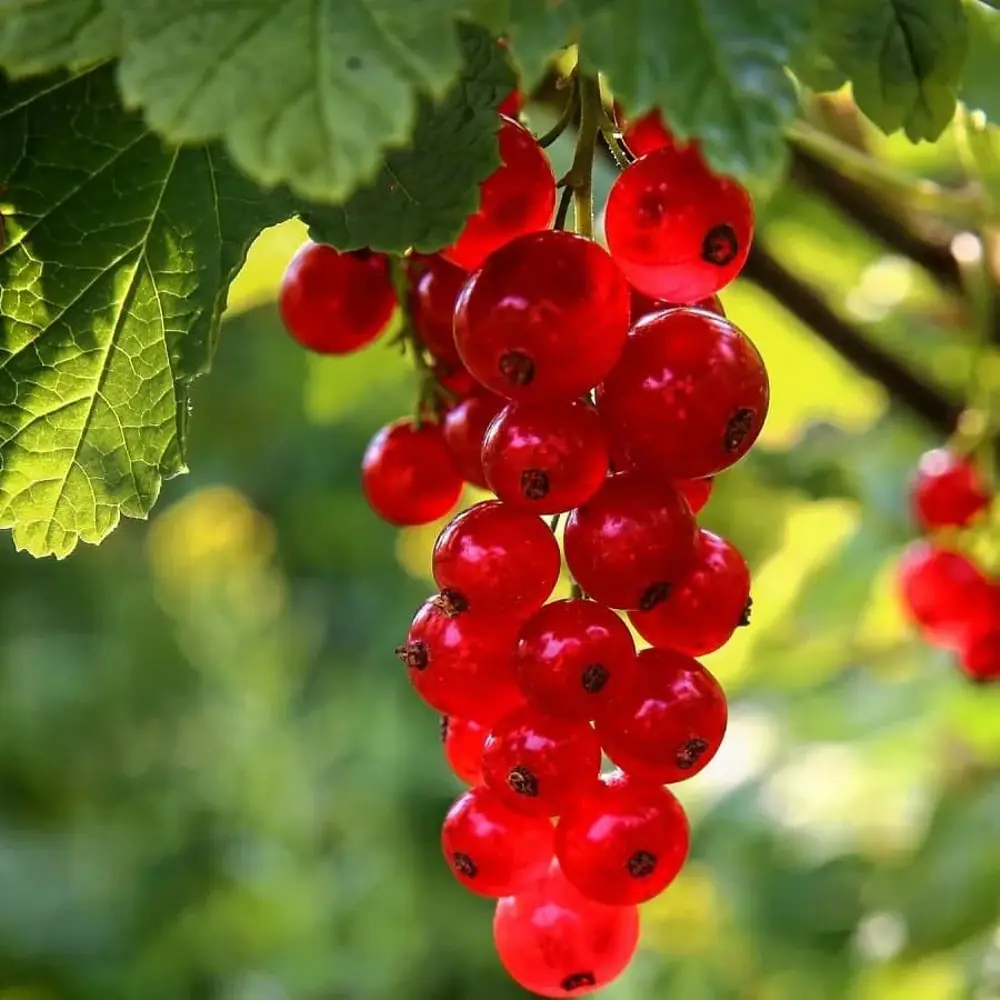 Смородина белая Андрейченко Santreyd - саженец для богатого урожая 85325561 STLM-0061639