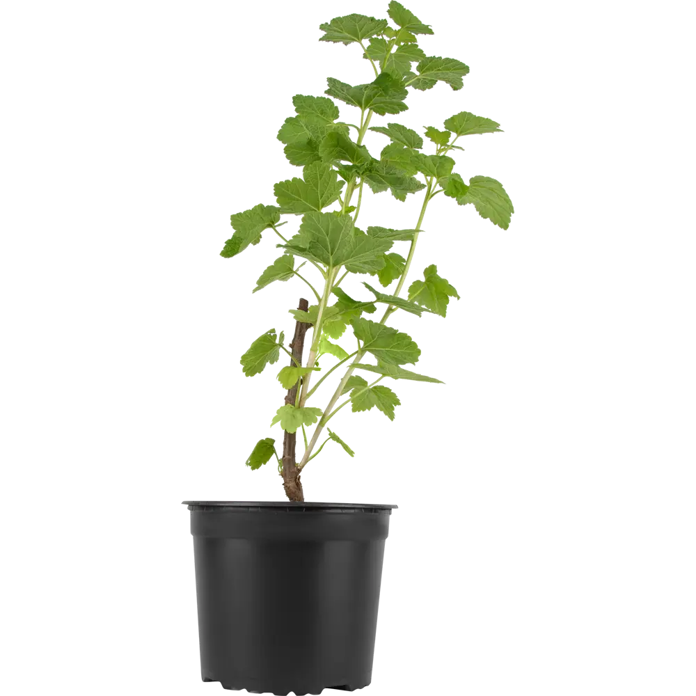 Santreyd Смородина красная Йонкер ван Тетс - саженец для богатого урожая 85325560 STLM-0061638 - Вид №1