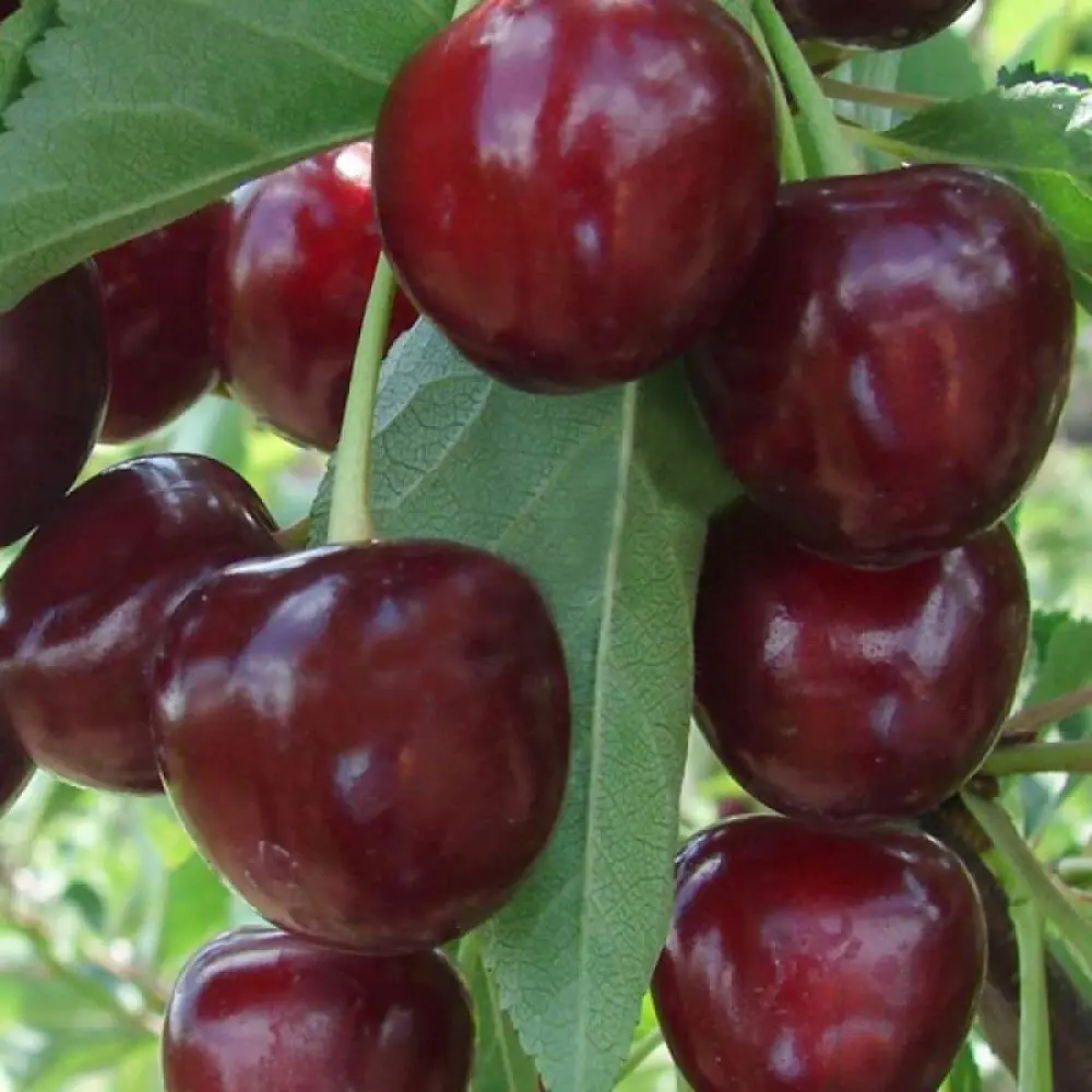 Дюк Факел ø22 h125 см 87691171 STLM-2107863 PLANTMARKET 