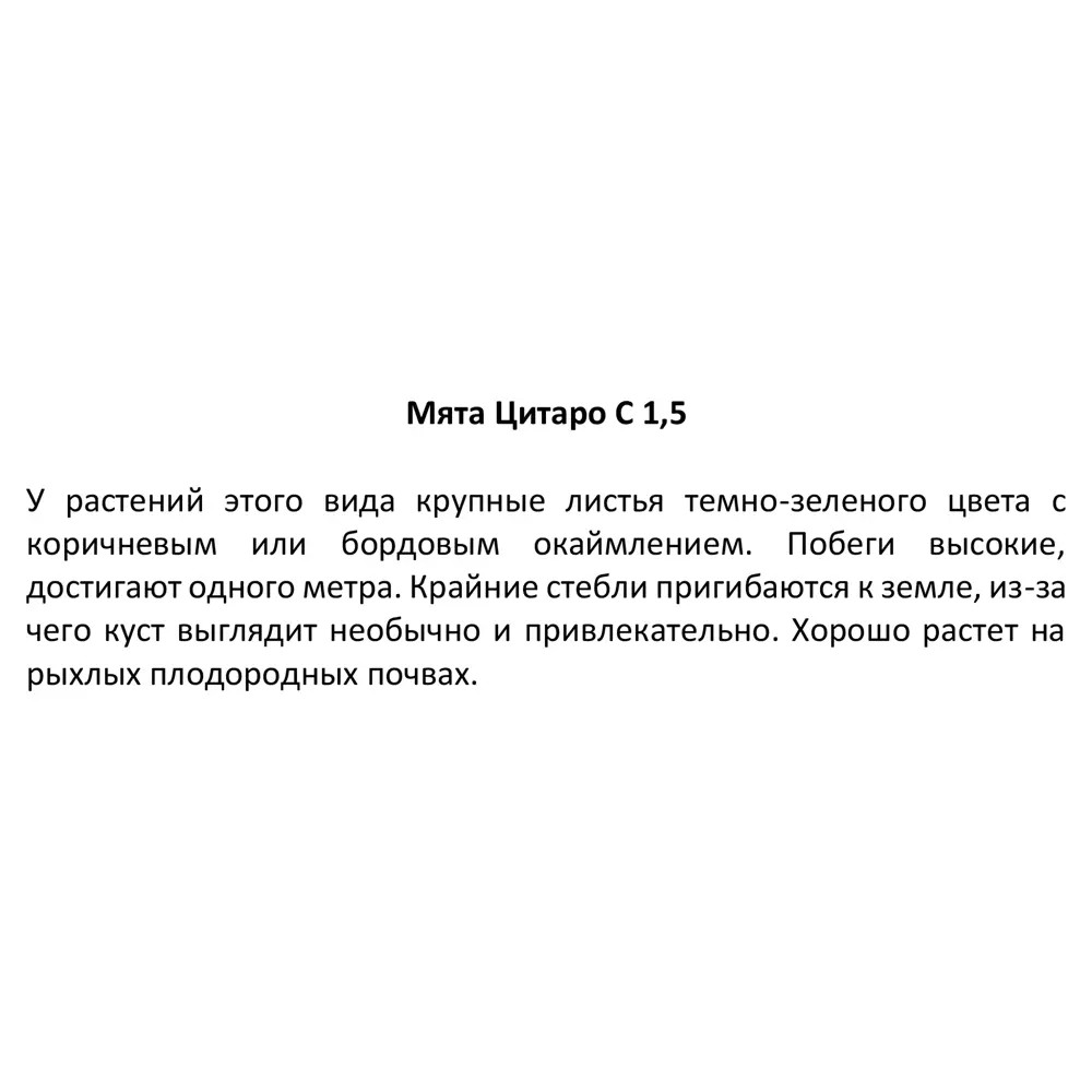 Мята Цитаро ø15 h20 см 85326942 STLM-2091513 Santreyd  - Вид №2