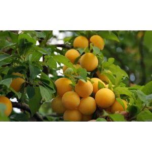 Слива жёлтая самоплодная» 2 года 22x80 см