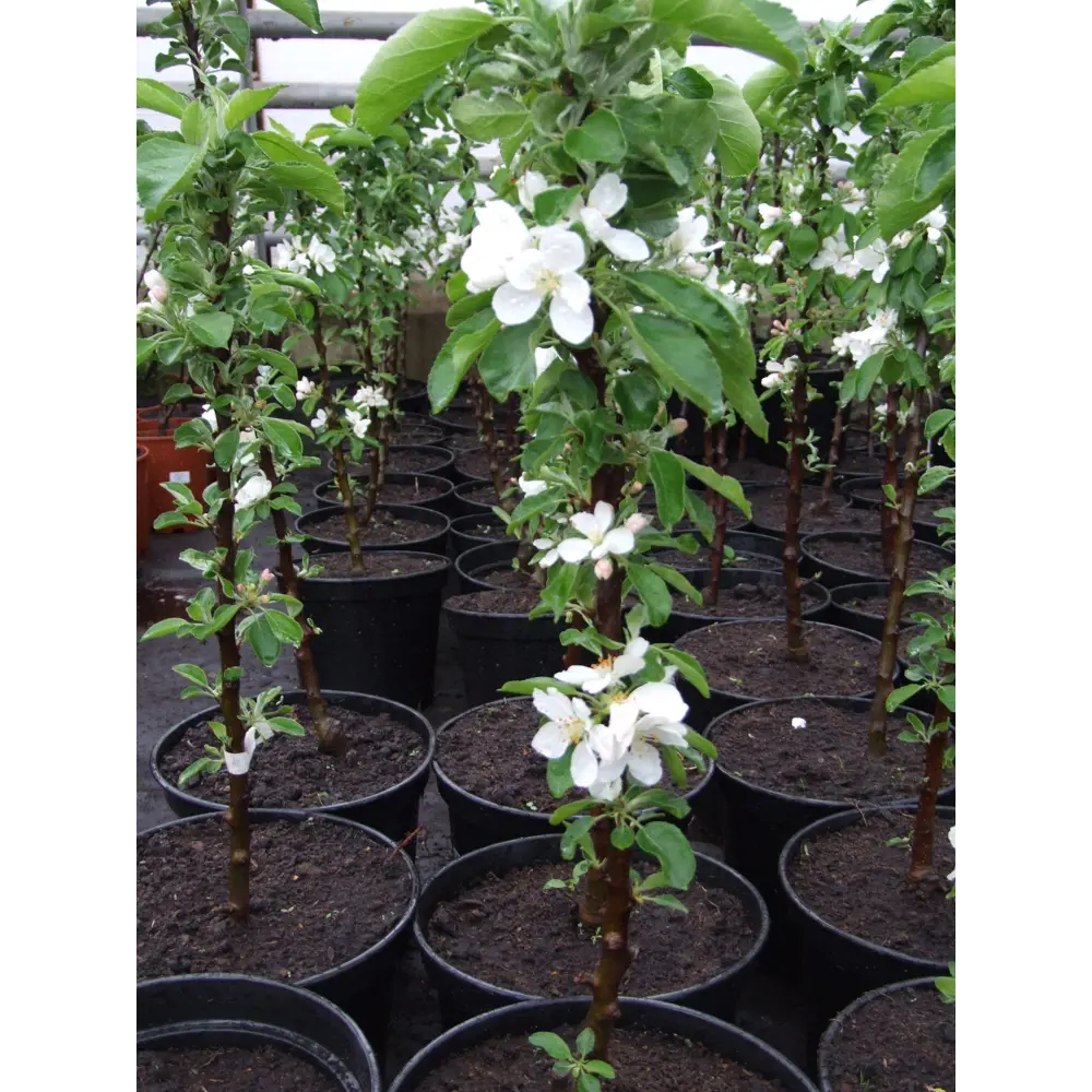 Santreyd Колонновидная яблоня - саженец 100 см с ароматными плодами 85325555 STLM-0061633