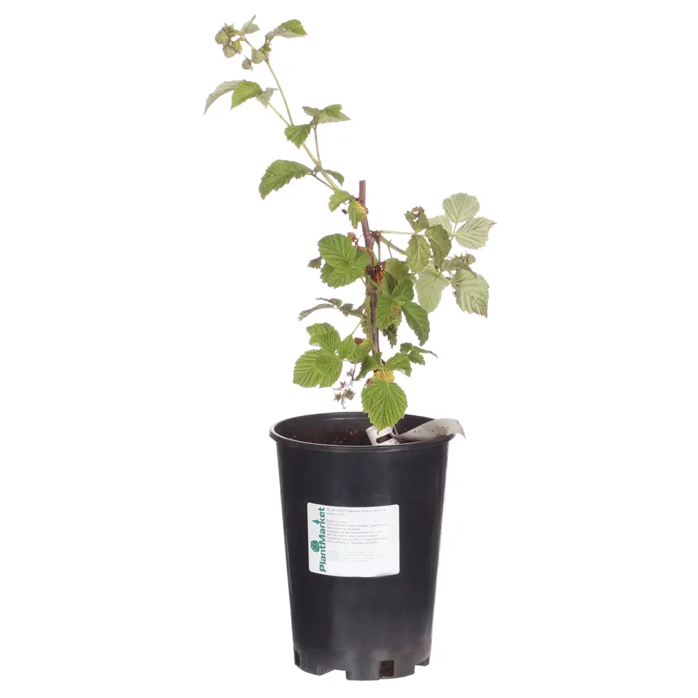 Малина С3-С4 «Жёлтый гигант» 81969353 STLM-2133493 PLANTMARKET 