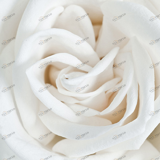 A1-061 Фотообои DIVINO Collection A 1.47х2 м A1061