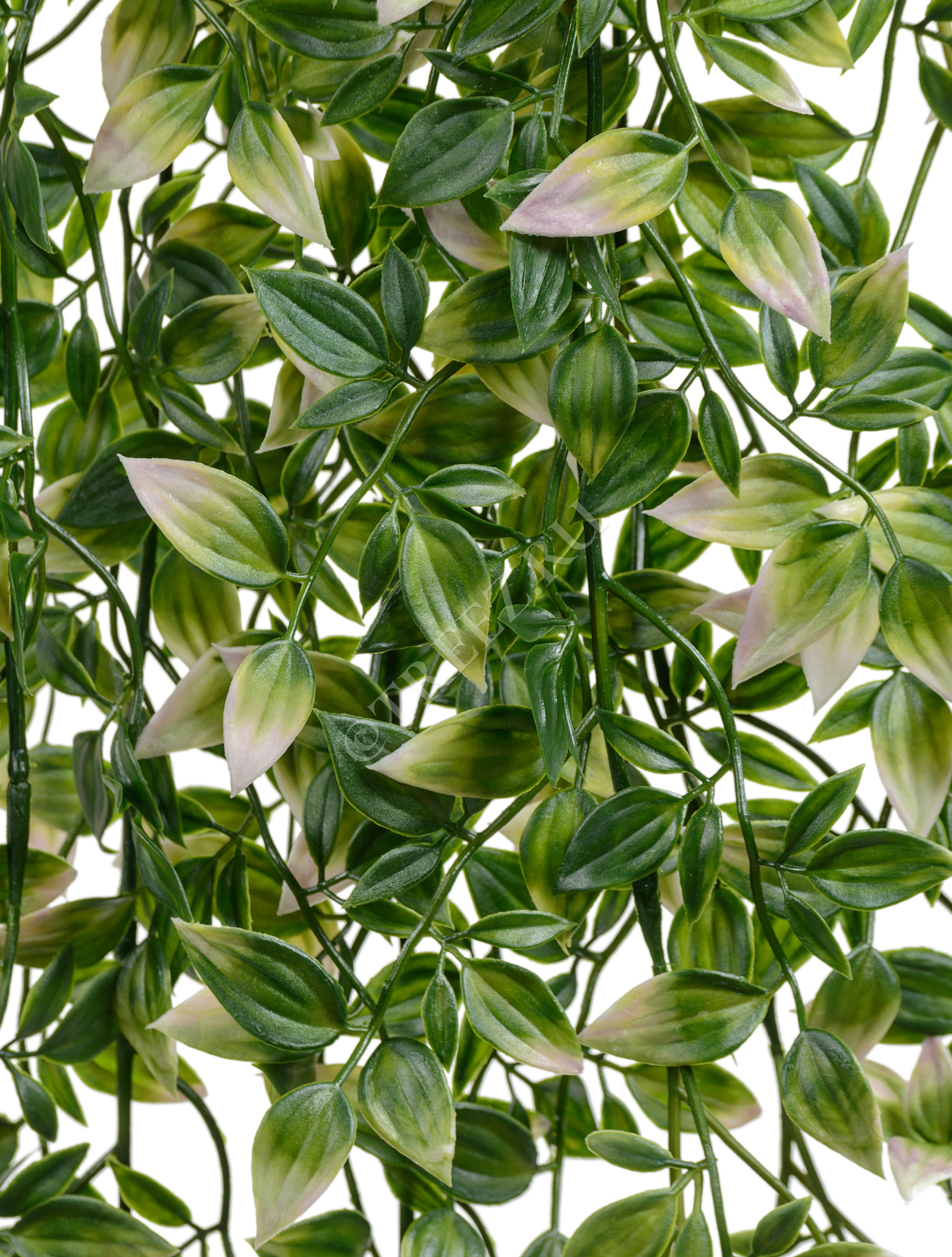 20.0218063GPK Традесканция зелёная с розовым Цветочная коллекция  - Вид №1