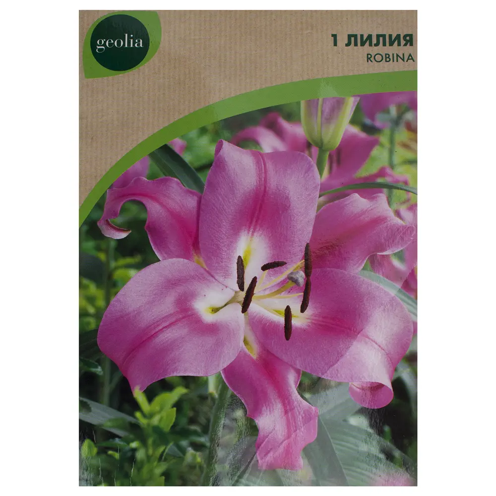 Лилия Robina Geolia, 14/16 15550558 STLM-2140821 