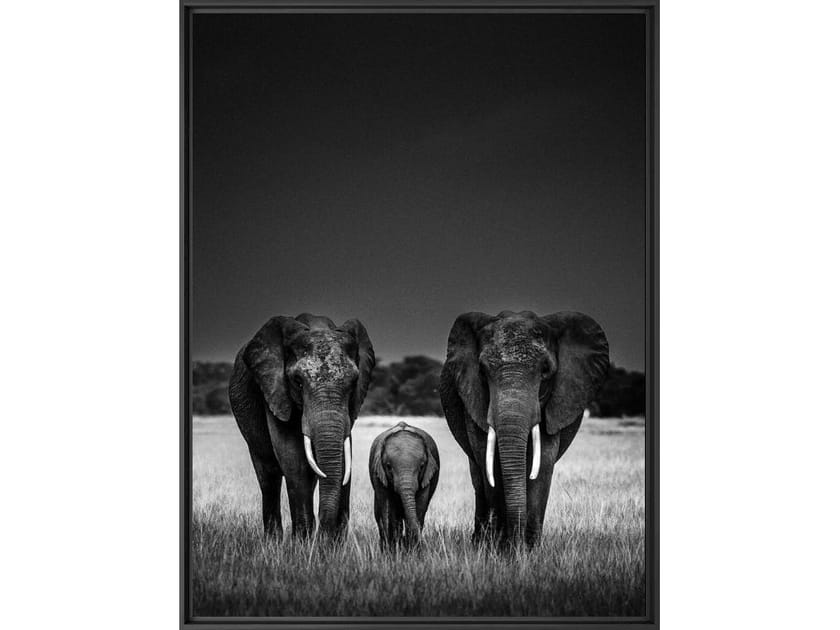 Печать фотографий на бумаге YellowKorner животное ARCH-00096005