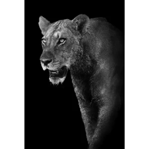 Картина на стекле «Львица» 40x60 см 82977340 STLM-2196220