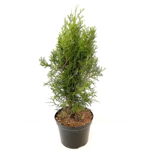 Туя западная Smaragd ø17 h40 см 88309640 STLM-2168026