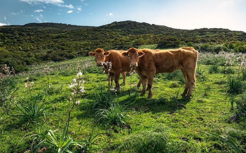 Komar Флизелиновые обои с пейзажами Wanderlust Shx9-051 - Вид №1