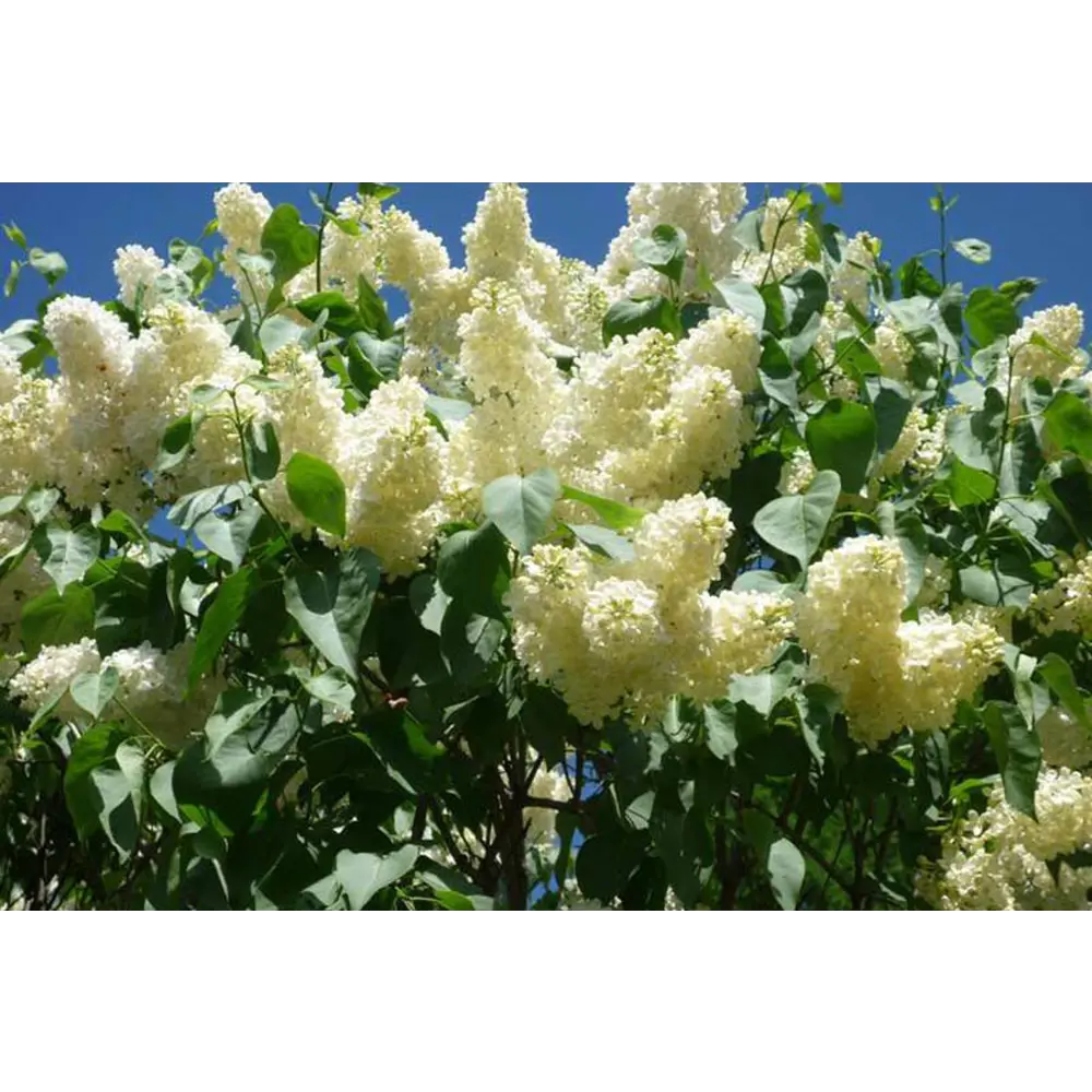 Сирень обыкновенная Примроуз ø9 h20 см 84406445 STLM-2166344 PLANTMARKET 