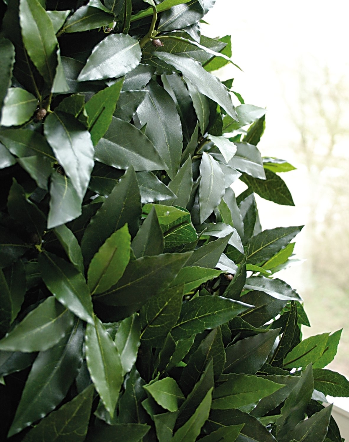 5692 883 a3 Лавровое шелковое дерево в горшке, 180 см, зеленое H-andreas 