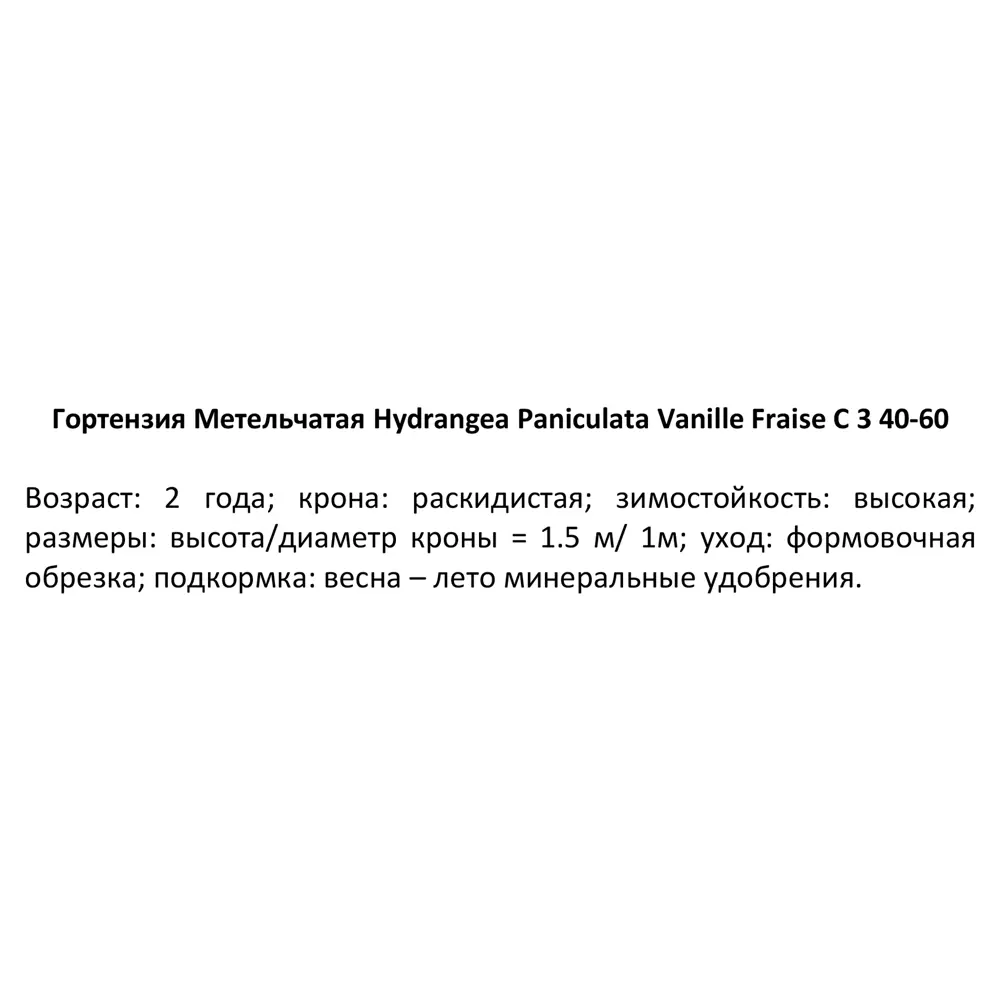 Гортензия метельчатая Ванилла фрейз ø15 h40 - 60 см 82718518 STLM-2148584 Santreyd  - Вид №1