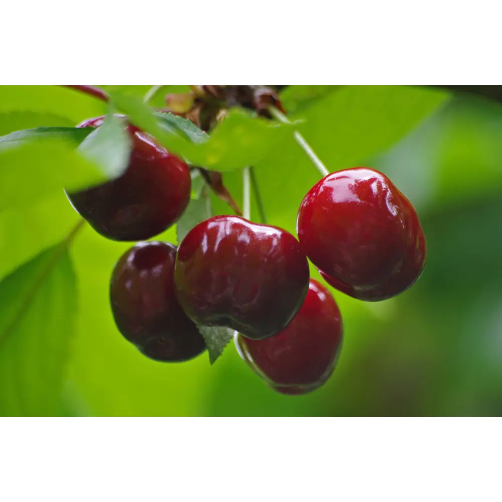 Вишня «Харитоновская» 2 года 24x80 см PLANTMARKET STLM-2197895 - Вид №1