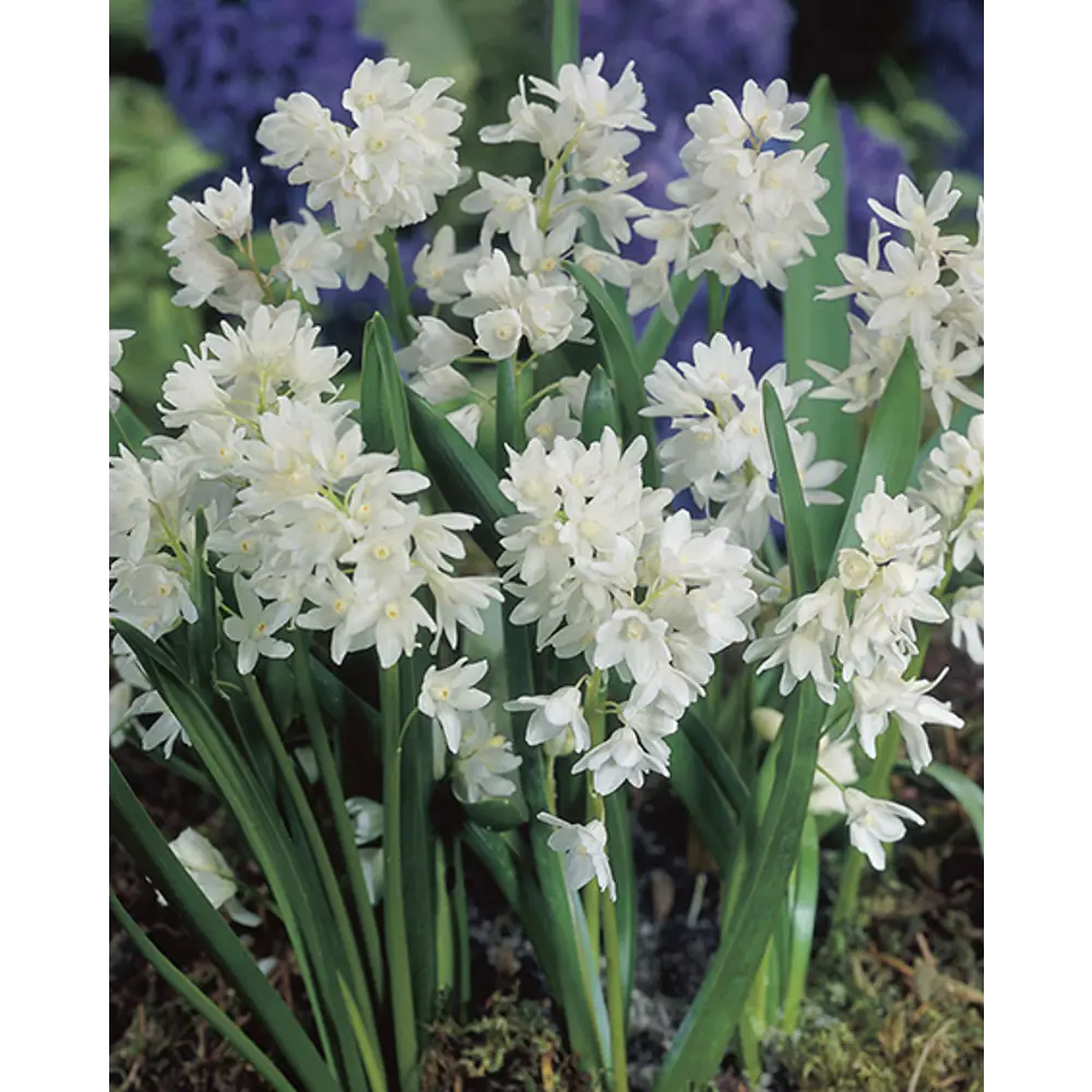 ПОИСК Пушкиния ливанская Альба - белоснежные луковицы для сада 89381406 STLM-1565737
