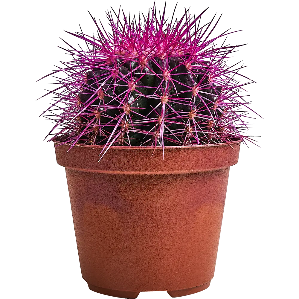 Santreyd Эхинокактус Грузона Радуга - живой суккулент для интерьера 87819695 STLM-1541621