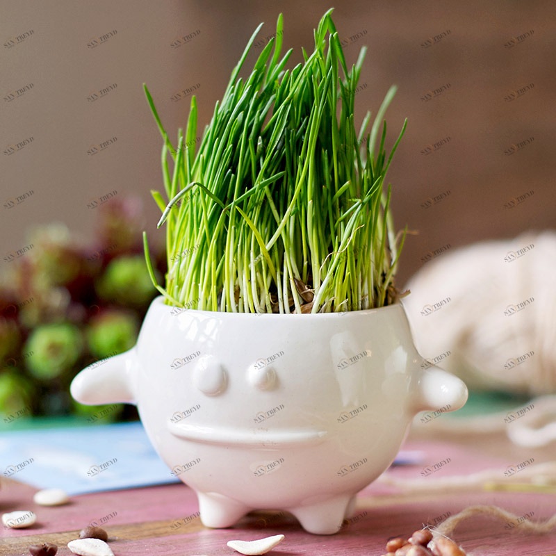 Набор для выращивания eco "Кру" ЭКОЧЕЛОВЕКИ  254572 Белый 