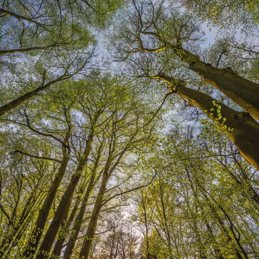 4-522-Canopy Фотообои Komar Vol.15 2.54х1.84 м 4522CANOPY