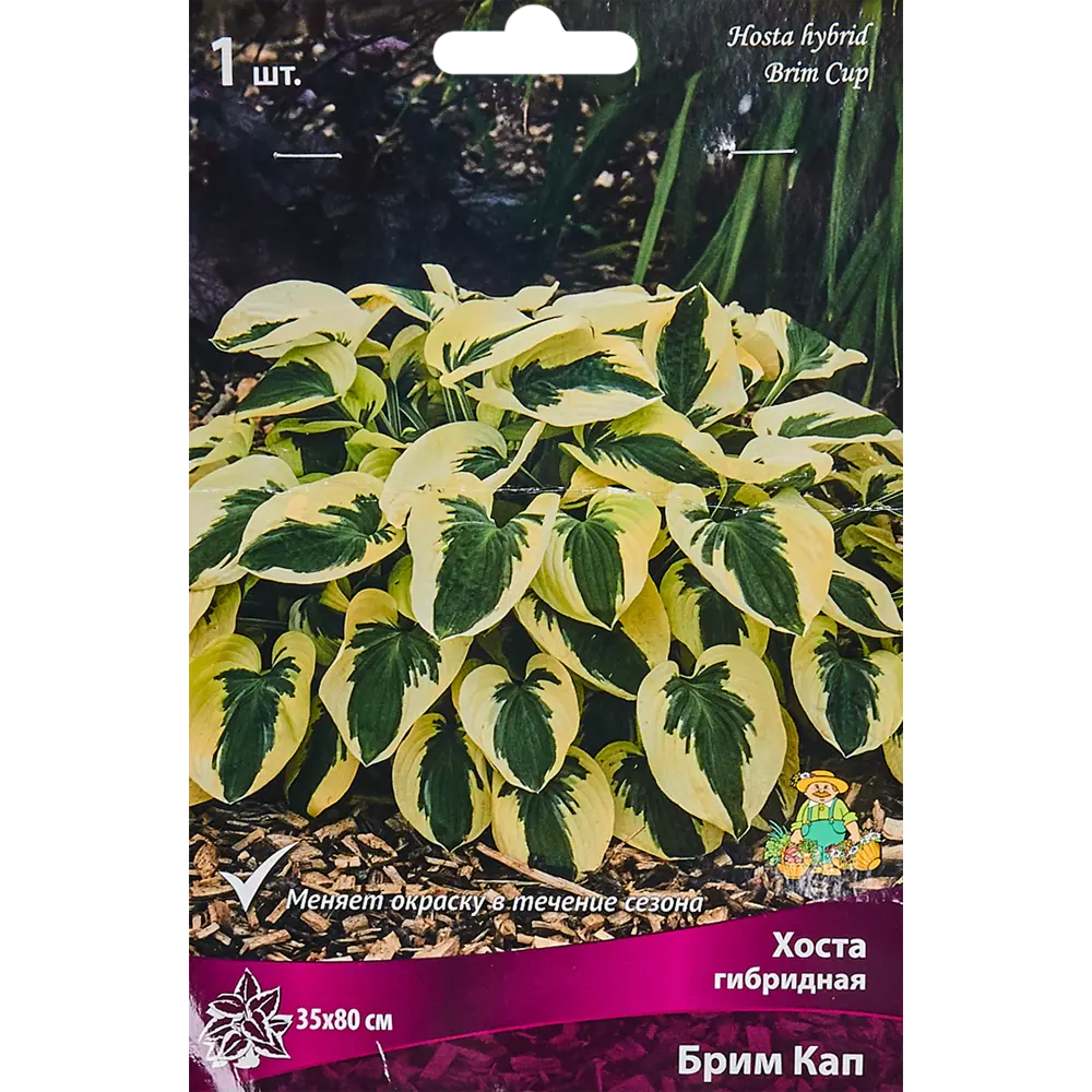 Хоста Брим Кап от Santreyd - многолетник с кремовой каймой 82319594 STLM-0962856