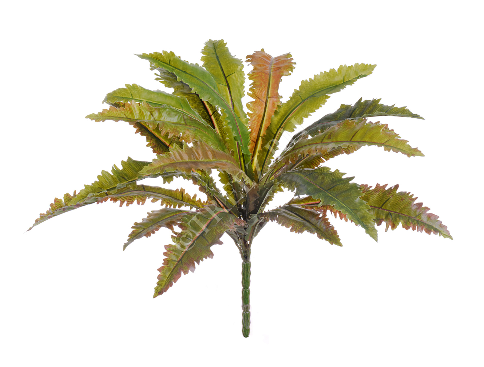 20.1070N Асплениум Криспи Вэйв куст Цветочная коллекция 