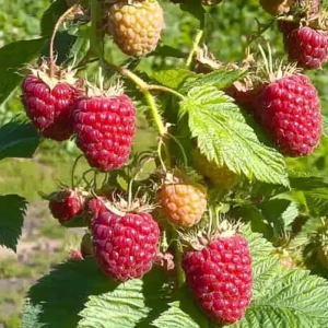 Малина обыкновенная Красная королева пакет