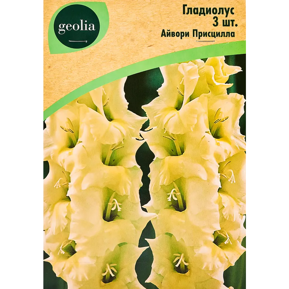 Гладиолус Айвори Присцилла, 3 шт GEOLIA STLM-2000224