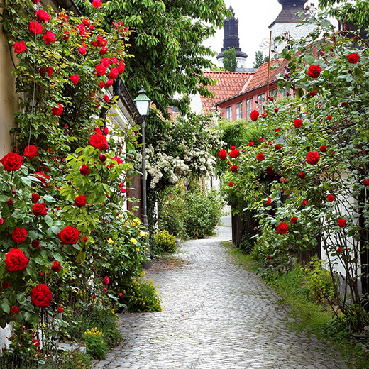 D1-072 Фотообои DIVINO Collection D 2.7х2 м D1072